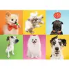 Image de Trefl Puzzle Chiens - 500 Pièces Puzzle Animaux
