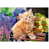 Image de Castorland Puzzle Ginger Kitten - 500 Pièces - Puzzle Animaux