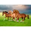 Image de Castorland Puzzle Chevaux - Puzzle 500 Pièces Pour Enfants