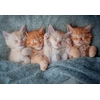Image de Castorland Puzzle Chats - 1000 Pièces Puzzle Animaux