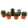 Image de Mini Cactus - Mélange de 6 Pièces - Pot 5.5cm - Hauteur 5-10cm