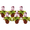 Image de Dionaea Muscipula - Lot de 6 - Plante carnivore - Pot 5 5cm - Hauteur 5-10cm