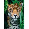Image de Puzzle 500 pièces + poster : Jaguar dans la jungle