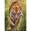 Image de Clementoni Puzzle The Hunter's Path 1000 Pièces Adulte Cadeau Puzzle