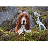 Image de Puzzle Chien Charlie Brown 1000 Pieces - Collection Animaux - Clementoni - 39511