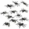 Image de Décoration D'halloween Araignée Noir (12 Unités)
