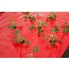 Image de Film de paillage FRAISES Longueur 10 m