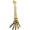 Image de BRAS DE SQUELETTE 46 CM Beige Ivoire Crème Écru Naturel Taupe