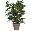 Image de Ficus Natasja Avec Pot D11.5cm - 40x30cm