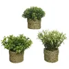 Image de Plante artificielle - Basic Home - Corde verte - 16 x 3 cm - Aspect naturel - Décoration intérieure