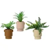 Image de Plante Décorative Edm 808559 Pot 25 Cm