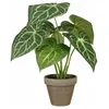 Image de Plante Décorative Mica Decorations Caladium Ø 21 X 28 Cm Artificielle
