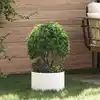 Image de Anneau De Jardinière 5 Pcs Blanc 30 X 30 X 20 Cm Vidaxl