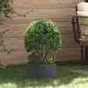 Image de Anneau De Jardinière Anthracite 30 X 30 X 20 Cm Vidaxl