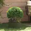 Image de Anneau De Jardinière Vert Olive 40 X 40 X 20 Cm Vidaxl