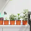 Image de Pot À Fleurs Rond 50 Pcs Terre Cuite Ø 10 X 8 Cm Plastique Vidaxl