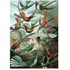 Image de Puzzle 1000 Pièces Piatnik Haeckel Colibris