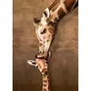 Image de Puzzle 500 piÃ¨ces Larges : Le cÃ¢lin de la girafe