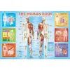 Image de Puzzle 200 pièces : Le corps humain Eurographics-6200-1000