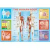 Image de Puzzle 200 pièces : Le corps humain