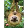 Image de Puzzle 250 piÃ¨ces : Collection Save our planet : Les paresseux