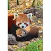 Image de Puzzle 250 piÃ¨ces : Collection Save our planet : Pandas rouges