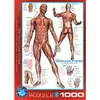 Image de Puzzle 1000 pièces : Système musculaire EuroG-6000-2015