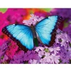 Image de Puzzle 550 piÃ¨ces : Iridescence