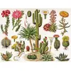 Image de Puzzle 1000 piÃ¨ces : cactus