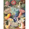 Image de Puzzle 1000 pièces : Anémones de mer
