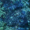 Image de Luminescent Creatures Ichiko Aoba (Interprète) Vinyle album