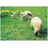 Image de Grillages noués agriclos grillage noué  9 x 15 cm ht 0.98 m 1 rouleau(x) de 50 mètre(s) linéaire - dirickx