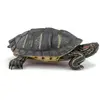 Image de Tortue de Floride Papo-50309