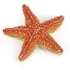 Image de Figurine étoile de mer Papo-56050