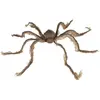 Image de Araignée avec ventouse 60cm FETE-23018