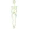 Image de Squelette articulé à suspendre - phosphorescent - 150cm 24074PC