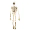 Image de Squelette articulé - 150 cm RDLF-60067