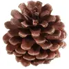 Image de Sachet de 12 Pommes de pin 5cm, Naturelles RDF-8728-naturel