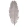 Image de Sachet de 5 Plumes d'Autruche 20-25cm, Gris clair FETE-0717-21