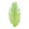 Image de Sachet de 2 Plumes d'Autruche 30-35cm, Vert FETE-0718-11