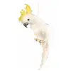 Image de Grand Perroquet Cacatoès blanc crête jaune 39cm FETE-80653