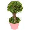 Image de Petit Arbuste vert dans pot 21,5 cm FETE-10812