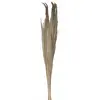 Image de Bouquet de Pampa Grass 110cm, Naturel FETE-11575