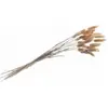 Image de Bouquet 25 tiges de Lagurus naturel 50-60 cm FETE-11950