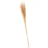 Image de Bouquet de 50 brins de Muehlenbeckia 85-90cm, Naturel FETE-12698