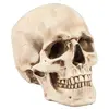 Image de Crâne résine effet vieilli 15cm C-13670
