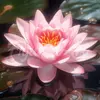 Image de Mini broderie diamant : Nénuphar Rose  - toile tendue sur chassis FiguredArt-DP-SFA195-Y