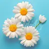 Image de Mini broderie diamant : Jolies Marguerites Blanches  - toile tendue sur chassis FiguredArt-DP-SFA188-Y