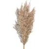 Image de Bouquet de 5 Pampas brun naturel 60 cm FETE-333FS1