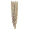 Image de Bouquet de 5 Pampas doudou brun naturel 60 cm FETE-333FS3